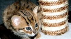 Іржавий кіт: чарівний маленький хижак